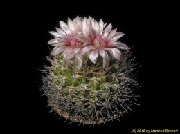 Gymnocalycium bicolor 18